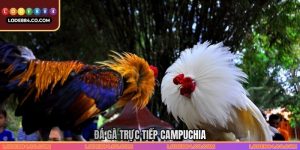 Đá Gà Trực Tiếp Campuchia Lode88 - Sân Chơi Chuyên Nghiệp