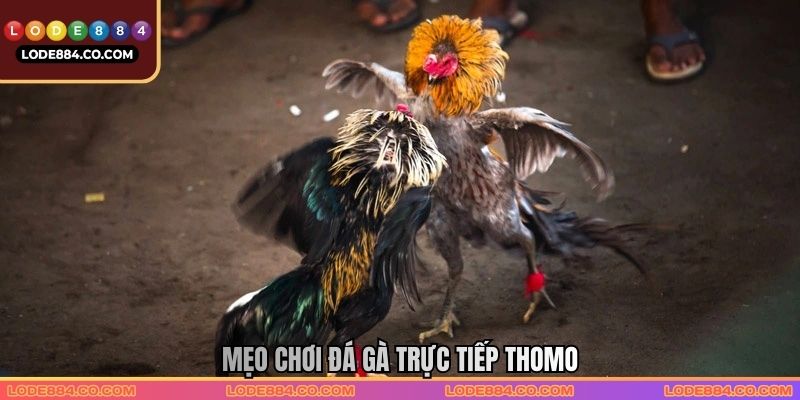 Mẹo chơi Đá gà trực tiếp Thomo
