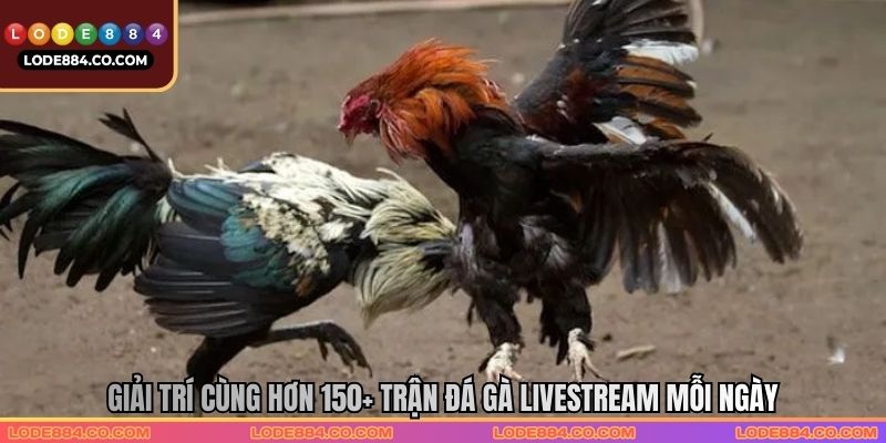 Giải trí cùng hơn 150+ trận đá gà livestream mỗi ngày